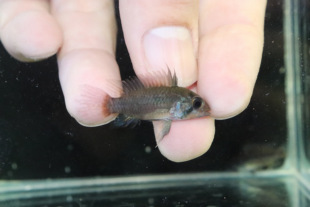 【淡水魚】【通販】アピストグラマ ユルエンシス ペルー産 ワイルド【個体販売】(アピストグラマ)(生体)(熱帯魚)NKAP