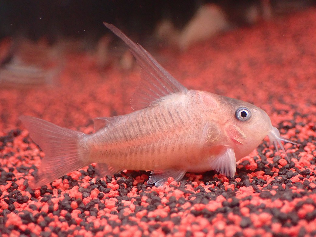 【淡水魚】【通販】今回限定爆安 業界初入荷ペア販売 超激レア プラチナ コリドラス コルレア【1ペア 個体販売】(±5cm)(生体)(熱帯魚)NKCR