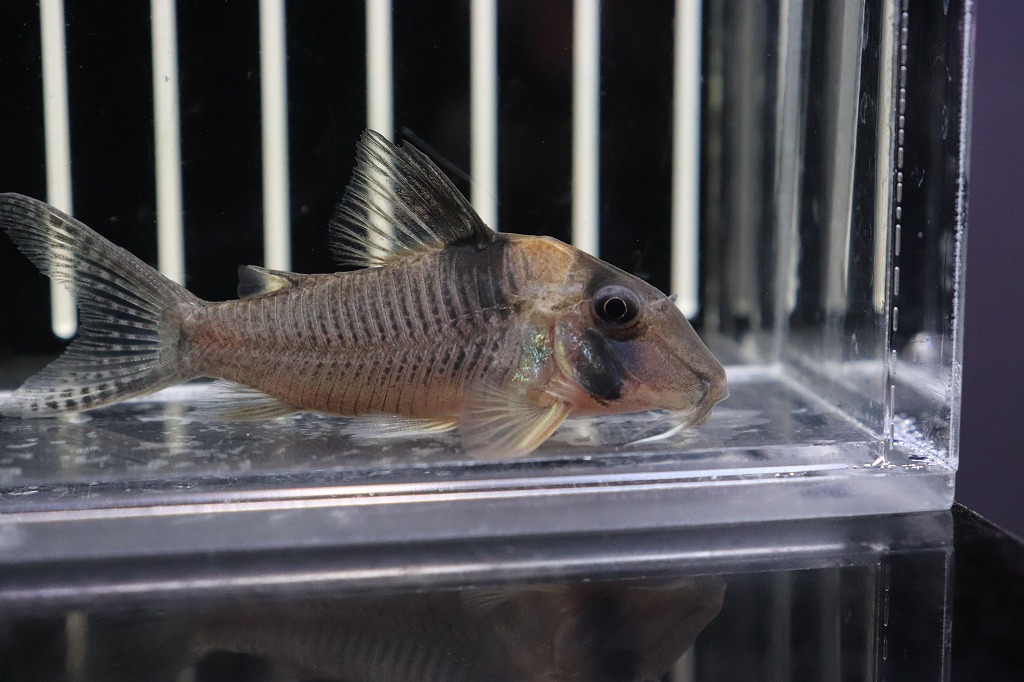 柔らかい 淡水魚 新種 No1 コリドラス ロングノーズ コロア リオタパジョス産 ワイルド 個体販売 6cm コリドラス 生体 熱帯魚 Nkcr 信頼 Blog Belasartes Br 柔らかい 淡水魚 新種 No1 コリドラス ロングノーズ コロア リオタパジョス産 ワイルド 個体販売 6cm コリドラス 生体 熱帯魚 Nkcr 信頼 Blog Belasartes Br
