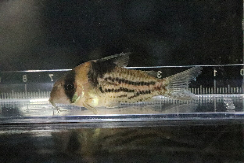 淡水魚 激安 No1 コリドラス コルレア 個個扱う 5cm コリドラス 生体 熱帯魚 Nkcr Suki Ni 唸る魚 Parturier Avocats Fr