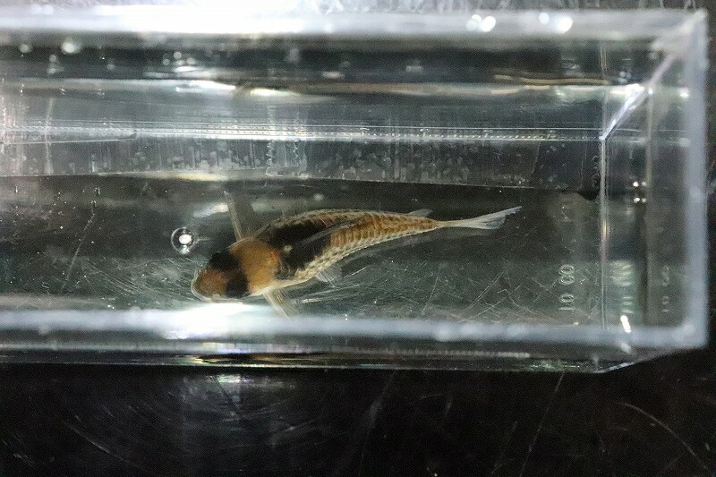 淡水魚 激安 No1 コリドラス コルレア 個個扱う 5cm コリドラス 生体 熱帯魚 Nkcr Suki Ni 唸る魚 Parturier Avocats Fr