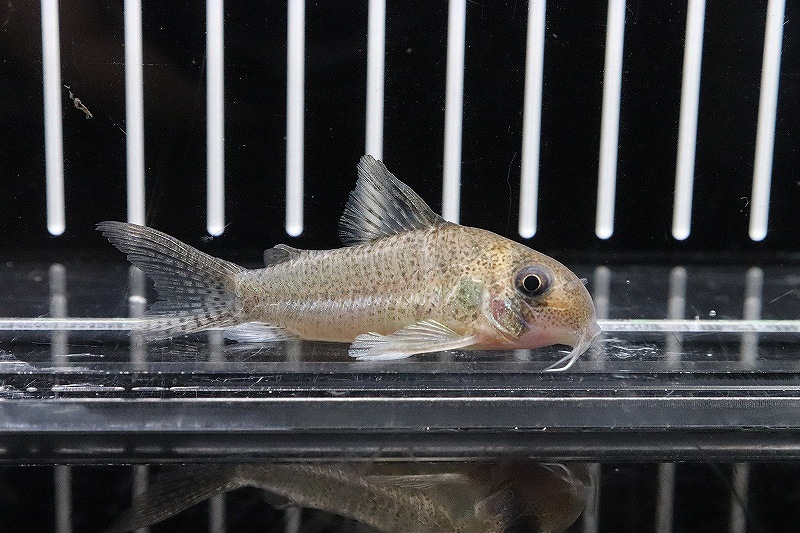 アリプアナ産 観賞魚 コリドラスspダニエラ 淡水魚 リオ 激レア アリプアナ産 コリドラスspダニエラ 6cm 生体 コリドラス 熱帯魚 Nkcr ペットバルーン支店 個体販売 No3 ワイルド