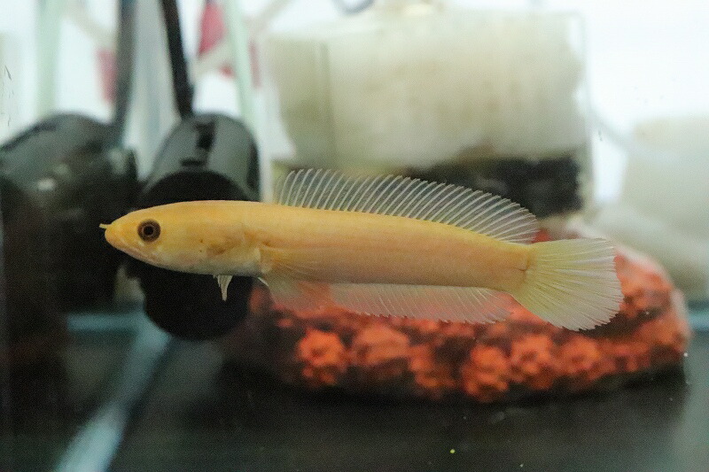 国際ブランド 楽天市場 淡水魚 日本初入荷 No1 超超超激レア 黄変個体チャンナ リムバータ パダン産 ワイルド 個体販売 8cm 生体 熱帯魚 Nko ペットバルーン楽天市場支店 絶対一番安い Lexusoman Com