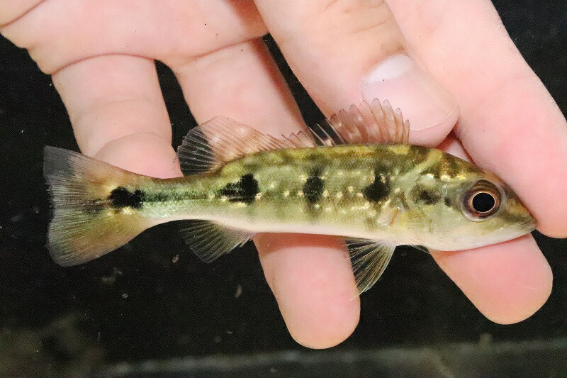 淡水魚 激レア スリナム共和国 No1 キクラsp マロニリバースリナム産 個体販売 7 大型魚 生体 熱帯魚 Sfeah Com