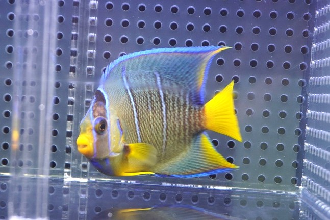 海水魚・ヤッコブルーフェイスエンゼル(アデヤッコ 大きめ～13CM 
