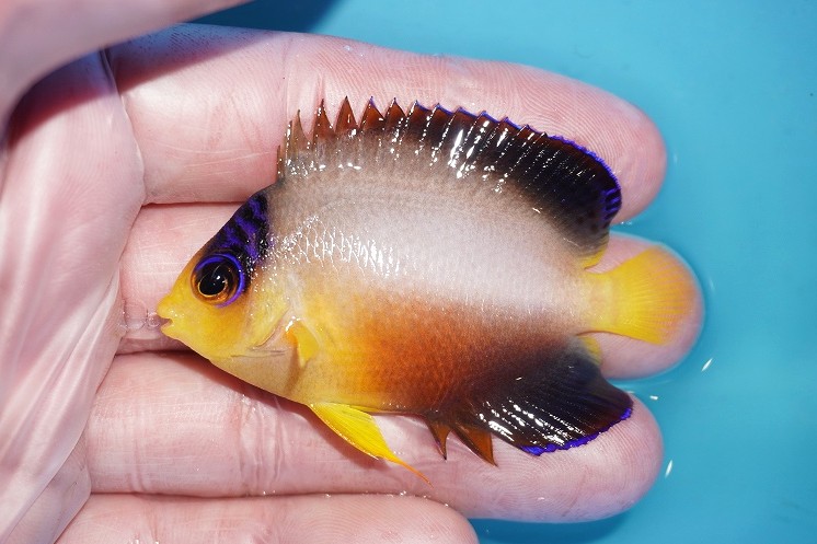 【海水魚・ヤッコ】【通販】人工飼料OK!【マーシャル島産】マルチカラーエンゼル（Mサイズ）(個体販売）（&plusmn;6.5cm）No.6（生体）(海水魚)｜ペットバルーン支店