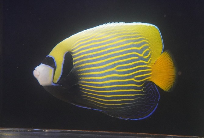 【海水魚・ヤッコ】【通販】人工飼料OK♪【沖縄産ハンドコート物】タテジマキンチャクダイ（美オレンジテール）(個体販売）（&plusmn;17cm）（生体）(海水魚)｜ペットバルーン支店