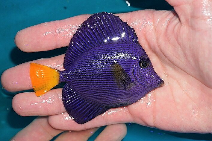 海水魚 ハギ 人工飼料ok パープルタン Mサイズ 個体販売 10cm No 7 生体 海水魚 Facul Ao