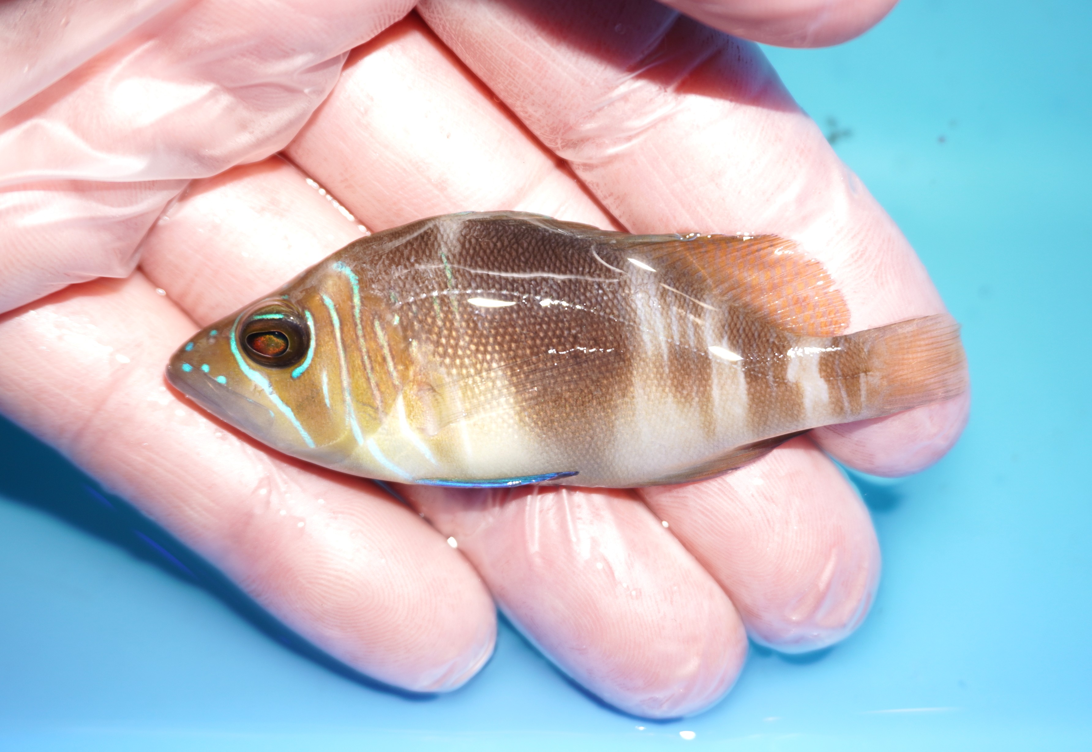 【海水魚・ハタ】【通販】【カリブ産】状態良好♪バードハムレット（Mサイズ）(個体販売）（±7.5cm） No.2（生体）(海水魚)