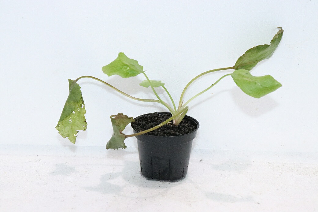 【通販 水草】クリプトコリネ ヌーリー ライムグリーン1 リアウ ワイルド【個体販売】（陰性水草)（生体）（熱帯魚）