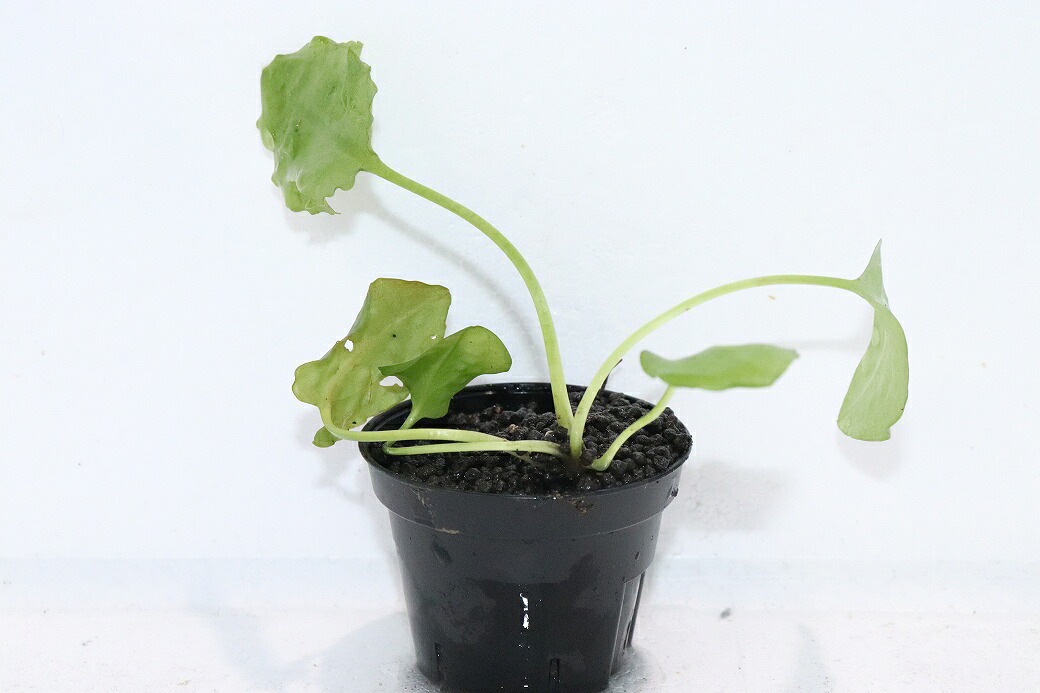 【通信販売 水草】クリプトコリネ ヌーリー 菩提樹緑であること2 リアウ ワイルド【其れ其れ売りわたす】（陰気くさい水草)（毛の荒物）（熱帯魚）