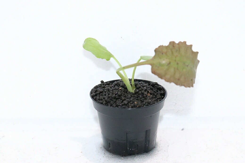 【通信販売 水草】クリプトコリネ ヌーリーVAR ヌーリー SINGKEP リアウ ワイルド【其れ其れ売りわたす】（陰気くさい水草)（毛の荒物）（熱帯魚）