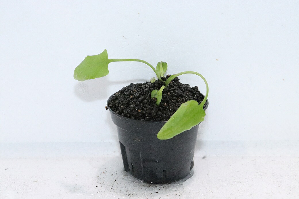【通信販売 水草】クリプトコリネ ロンギカウダ SINGKEP リアウ ワイルド【其れ其れ売りわたす】（陰気くさい水草)（毛の荒物）（熱帯魚）