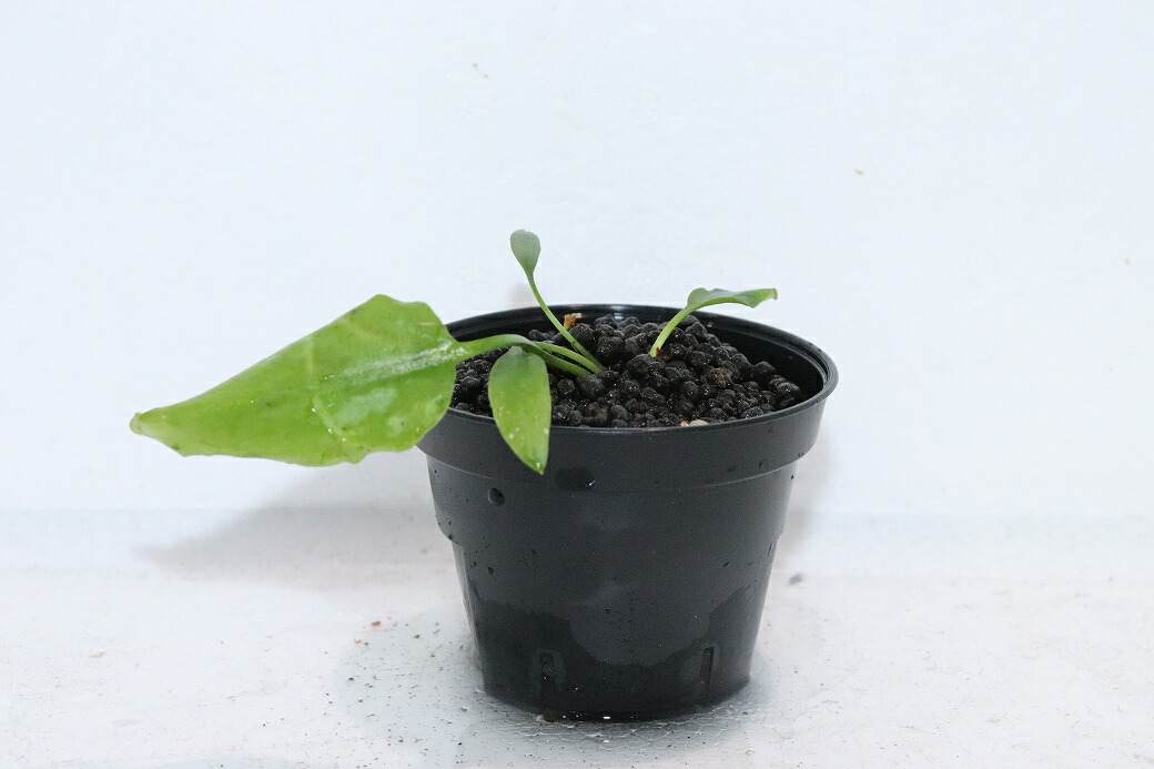 【通信販売 水草】クリプトコリネ ヌーリー 菩提樹緑であること3 リアウ ワイルド【其れ其れ売りわたす】（陰気くさい水草)（毛の荒物）（熱帯魚）