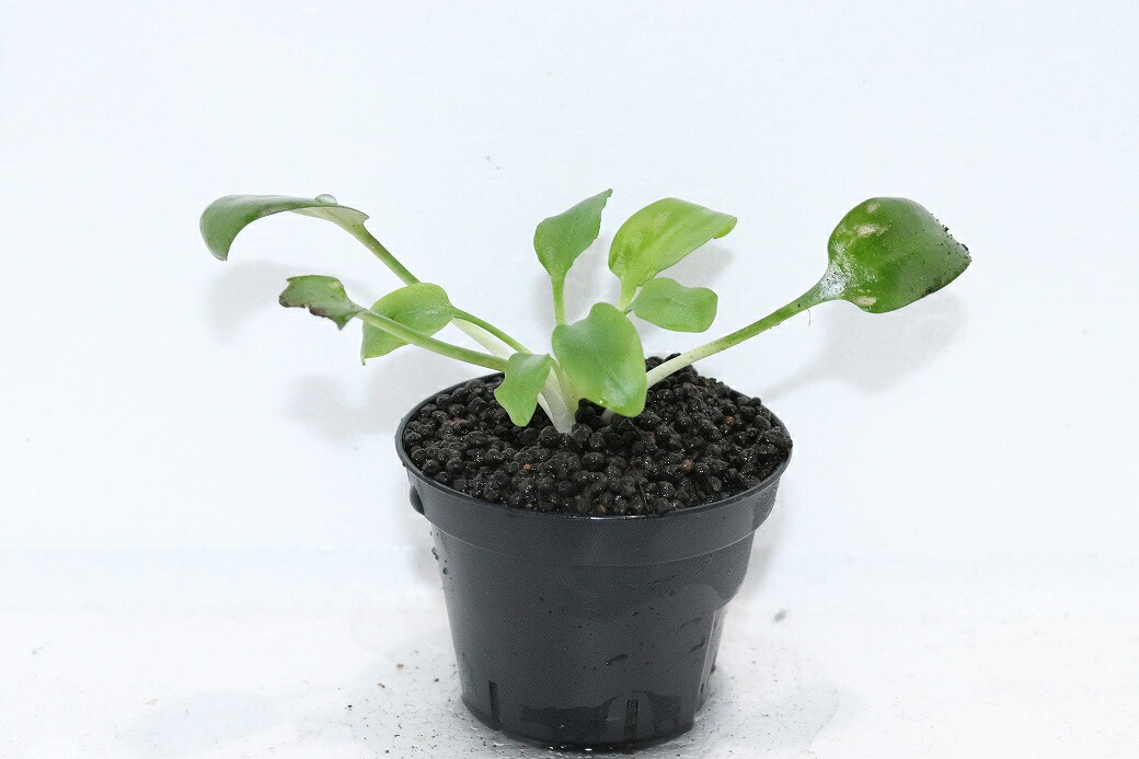 【通信販売 水草】クリプトコリネ バスメイイェリ SEKADAU カリマンタン ワイルド【其れ其れ売りわたす】（陰気くさい水草)（毛の荒物）（熱帯魚）