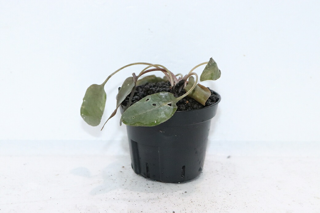 【通信販売 水草】クリプトコリネ バンカネンシス WEST BELITUNG バンカブリトゥン ワイルド【其れ其れ売りわたす】（陰気くさい水草（毛の荒物）（熱帯魚）