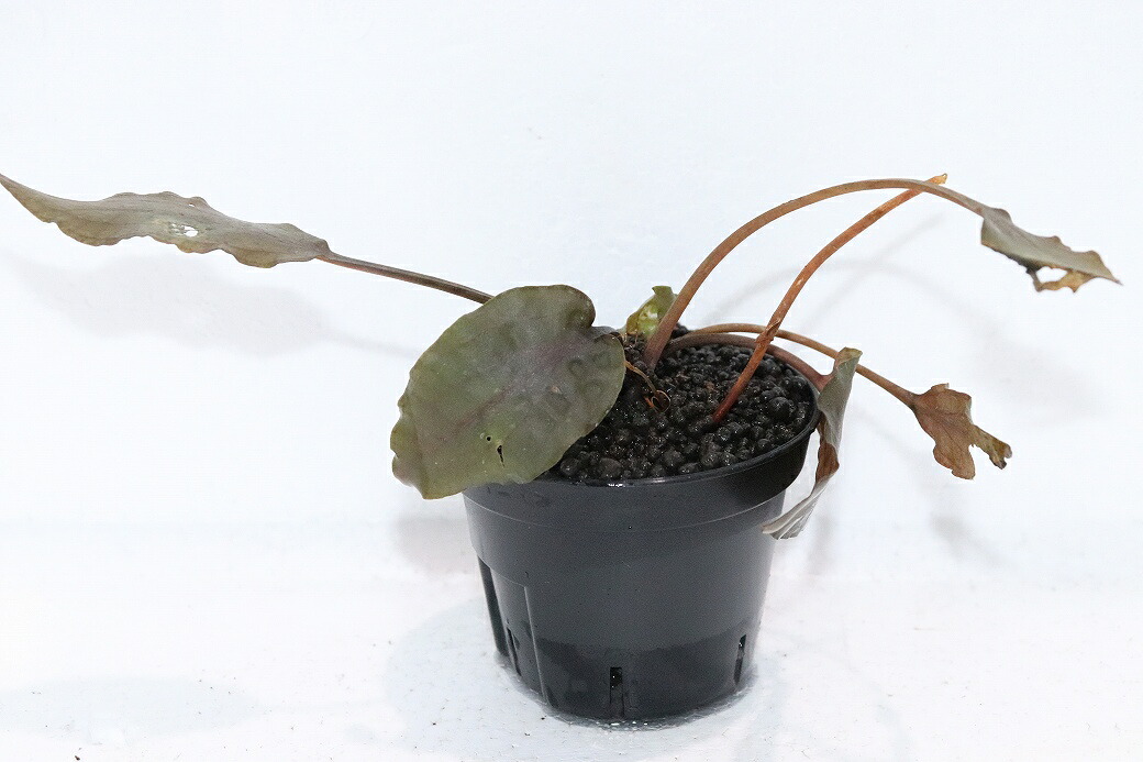 【通信販売 水草】クリプトコリネ ユリシアエ リアウ ワイルド【其れ其れ売りわたす】（陰気くさい水草)（毛の荒物）（熱帯魚）
