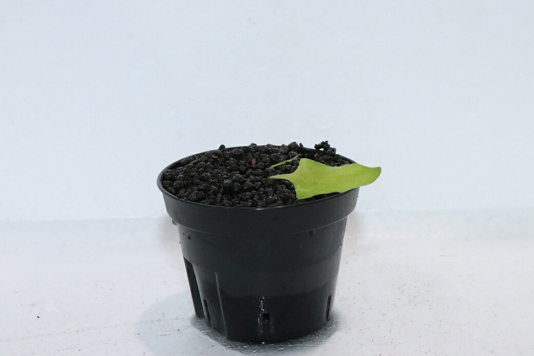 【通販 水草】クリプトコリネ イデイイ EAST KOTAWARINGIN カリマンタン ワイルド【個体販売】（陰性水草)（生体）（熱帯魚）