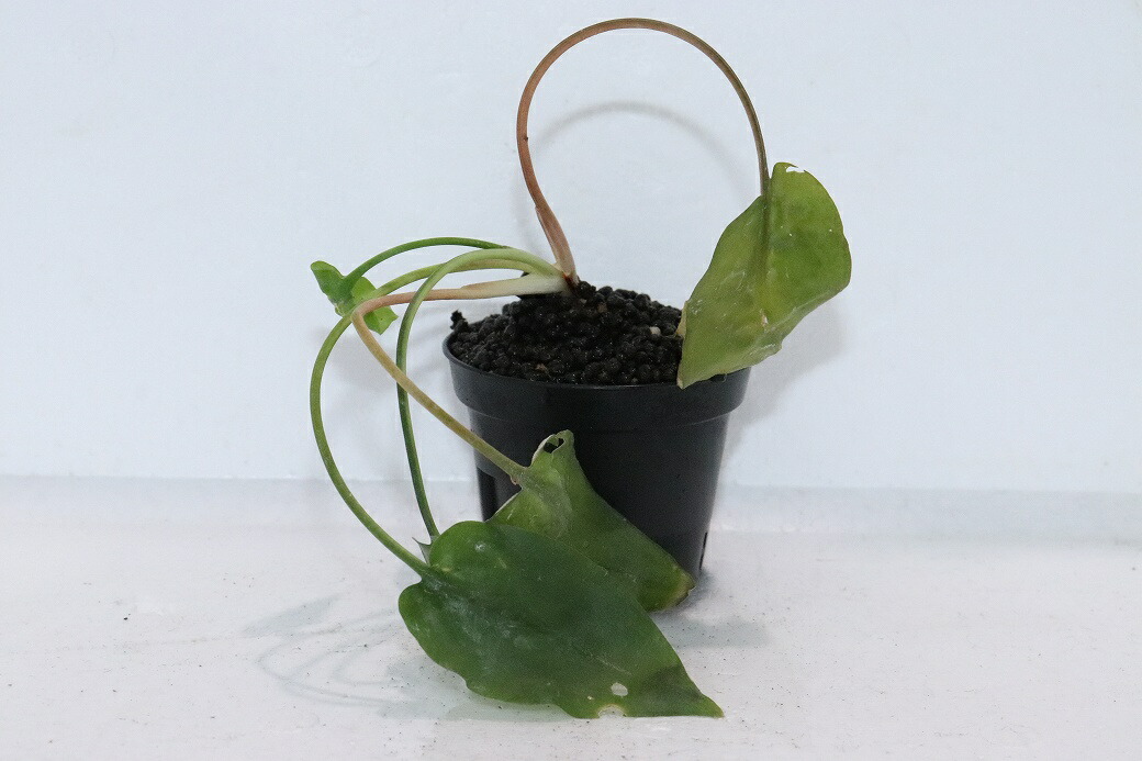 【通販 水草】クリプトコリネ フスカ BELITUNG バンカブリトゥン ワイルド【個体販売】（陰性水草)（生体）（熱帯魚）