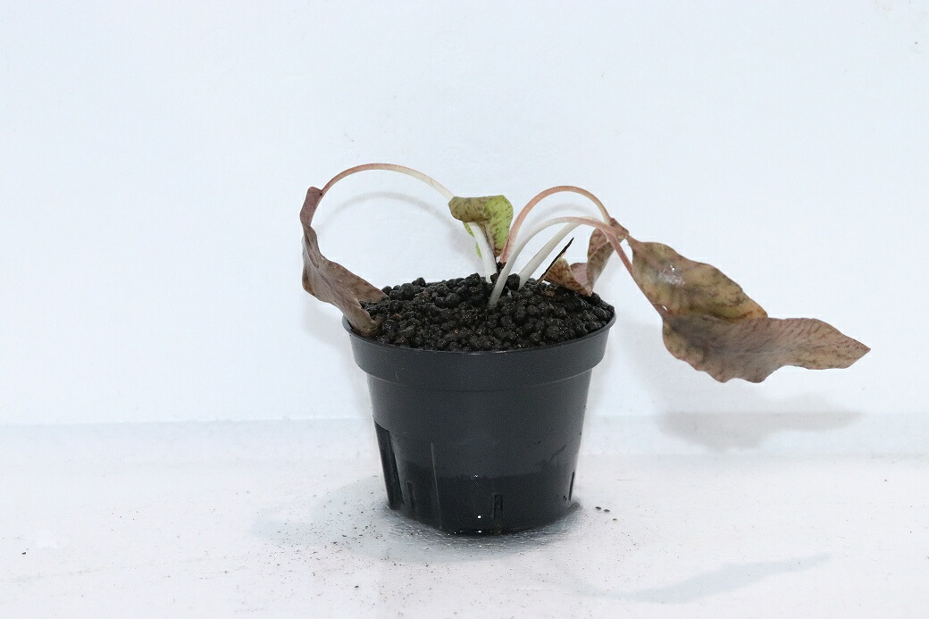 【通信販売 水草】クリプトコリネ シュルツイ パープル LINGGA リアウ ワイルド【其れ其れ売りわたす】（陰気くさい水草)（毛の荒物）（熱帯魚）
