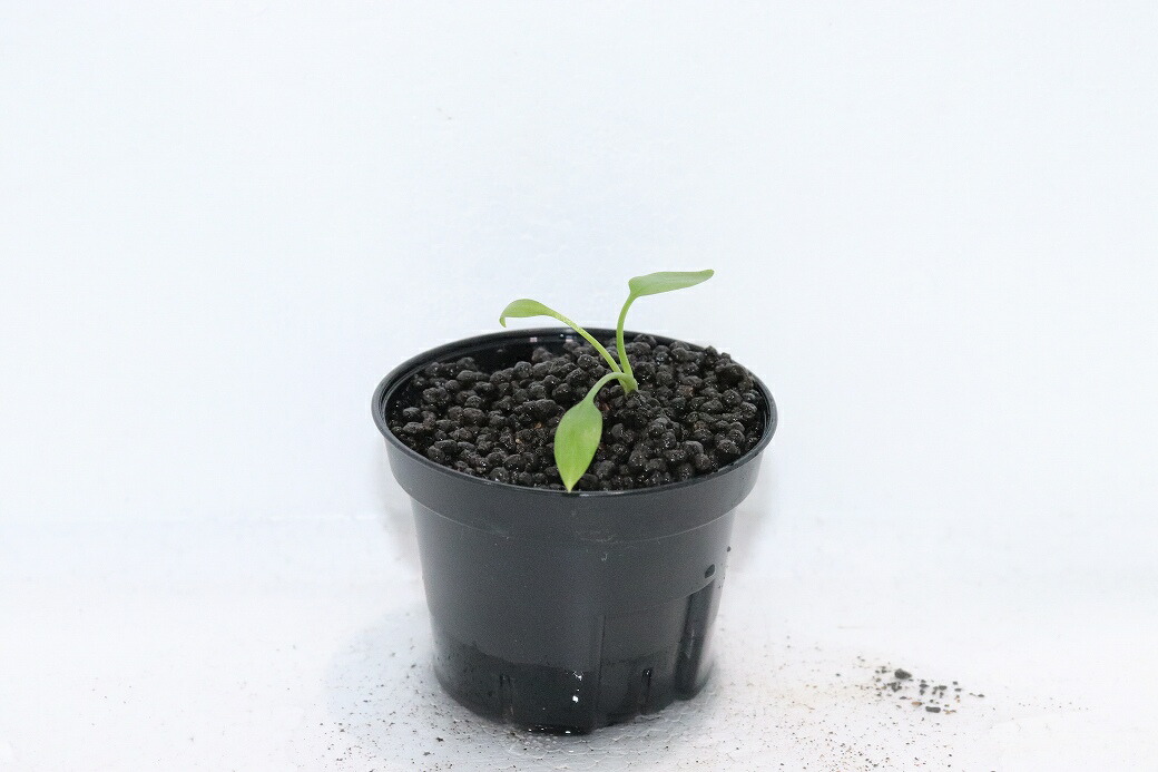 【通信販売 水草】No1 クリプトコリネ ヌーリー リンガ4 リアウ ワイルド【其れ其れ売りわたす】（陰気くさい水草)（毛の荒物）（熱帯魚）
