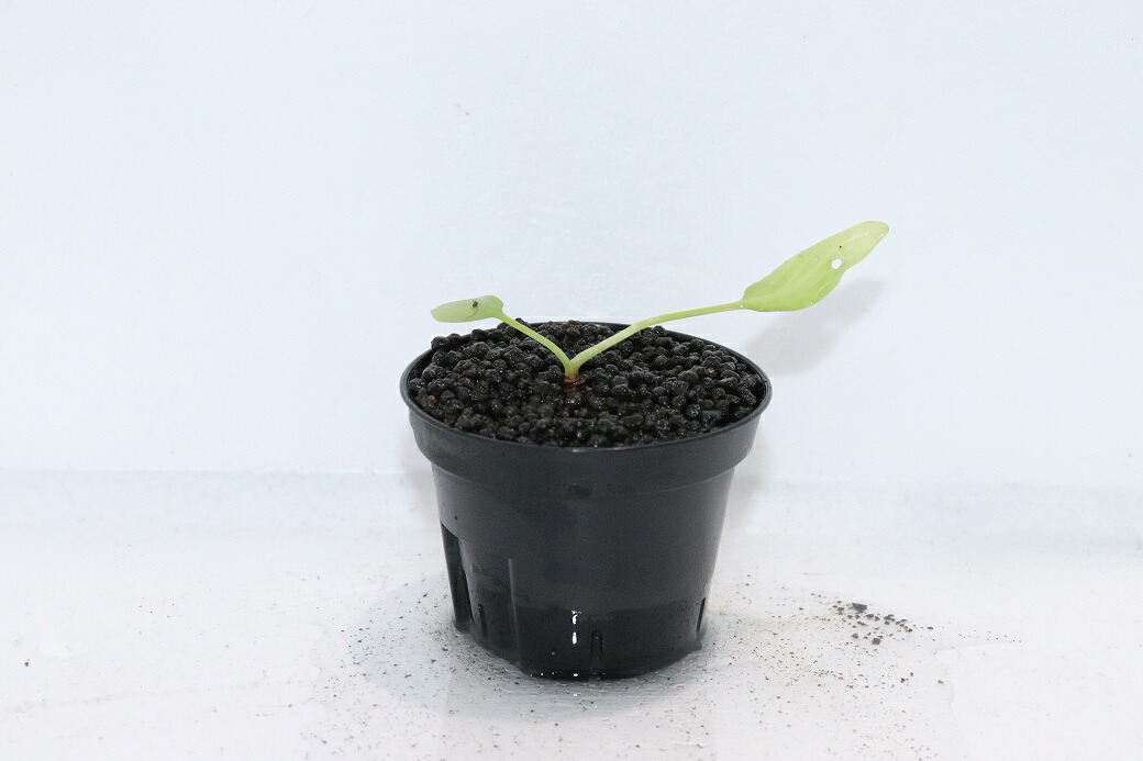 【通信販売 水草】No2 クリプトコリネ ヌーリー リンガ4 リアウ ワイルド【其れ其れ売りわたす】（陰気くさい水草)（毛の荒物）（熱帯魚）