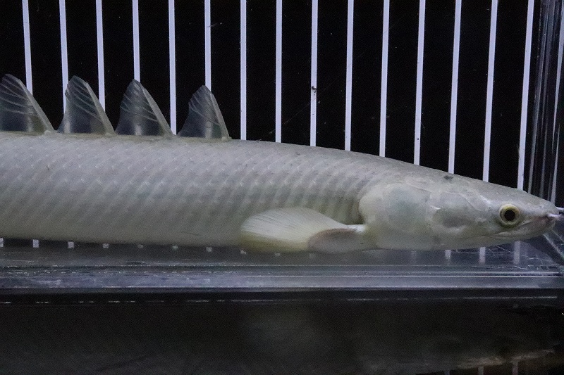 淡水魚 超激レア ポリプテルス セネガルス トゥルカナ産 ワイルド トゥルカナセネガルス 個体販売 30cm 生体 熱帯魚 Nko septicin Com