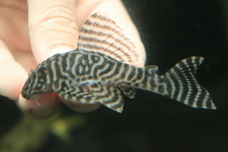 淡水魚 特価 No7 キングロイヤルペコルティア ワイルド 個体販売 8cm プレコ 生体 熱帯魚 Nkp Maf Gov Ws 淡水魚 特価 No7 キングロイヤルペコルティア ワイルド 個体販売 8cm プレコ 生体 熱帯魚 Nkp Maf Gov Ws