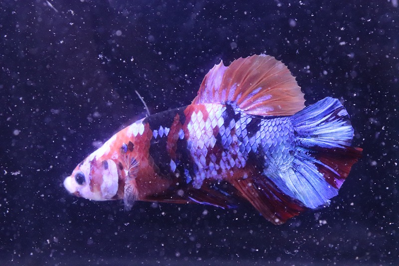 ジャイアントプラカットハーフムーン 淡水魚 7cm ベタ 生体 熱帯魚 Nkbt No6 ジャイアントプラカットハーフムーン 個体販売 淡水魚 熱帯魚 アクアリウム ビッグサイズ ジャイアントプラカットハーフムーン 淡水魚 7cm ベタ 生体 熱帯魚 Nkbt No6 ジャイアントプラカットハーフムーン 個体販売 淡水魚 熱帯魚 アクアリウム ビッグサイズ