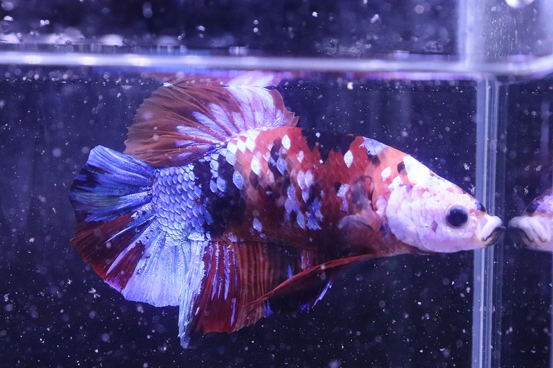 ジャイアントプラカットハーフムーン 淡水魚 7cm ベタ 生体 熱帯魚 Nkbt No6 ジャイアントプラカットハーフムーン 個体販売 淡水魚 熱帯魚 アクアリウム ビッグサイズ