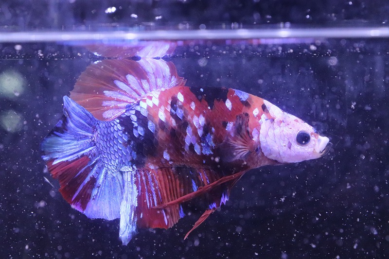 ジャイアントプラカットハーフムーン 淡水魚 7cm ベタ 生体 熱帯魚 Nkbt No6 ジャイアントプラカットハーフムーン 個体販売 淡水魚 熱帯魚 アクアリウム ビッグサイズ