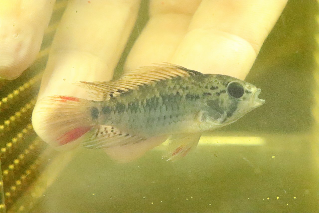 淡水魚 極上 No2 アピストグラマ Cfd21 マクマステリ リオメタ産 ワイルド ペア 個体販売 生体 熱帯魚 Nkap Sermus Es