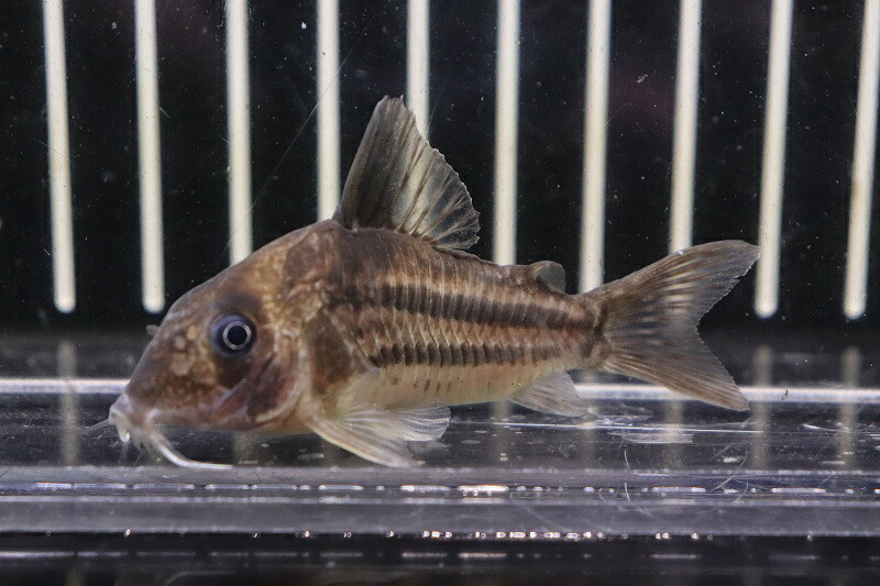 淡水魚 特価 No5 コリドラス スーパーアンチェスター タパジョス生産 ワイルド 銘々売る 6 7cm 生活体 熱帯魚 Nkcr M Haitiopen Com