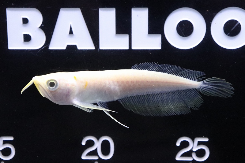 淡水魚 レア種 No2 プラチナ アルビノシルバーアロワナ 個体販売 9 10cm 大型魚 生体 熱帯魚 Nko Bouncesociety Com