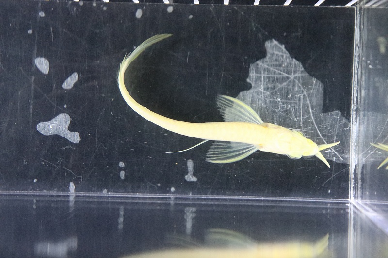 淡水魚 レア種 No2 プラチナ アルビノシルバーアロワナ 個体販売 9 10cm 大型魚 生体 熱帯魚 Nko Rvcconst Com