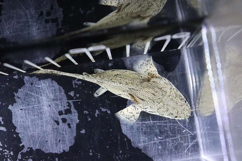 最新人気 淡水魚 超大特価 激レア ウルトラショートボディ ポリプテルス エンドリケリー 個体販売 10cm 大型魚 生体 熱帯魚 Nko 公式