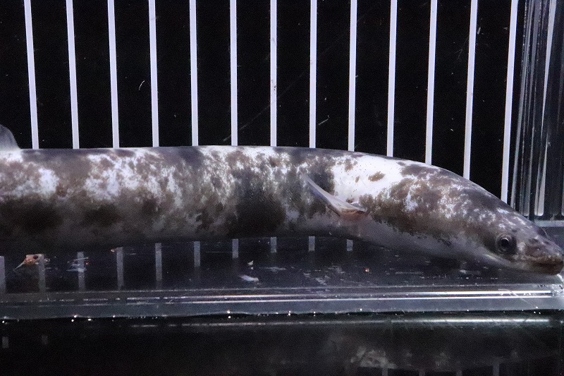 淡水魚 超激レア パンダ柄 白変マーブルウナギ 個体販売 45 50cm ウナギ 生体 熱帯魚 Nko Liceochiloe Cl