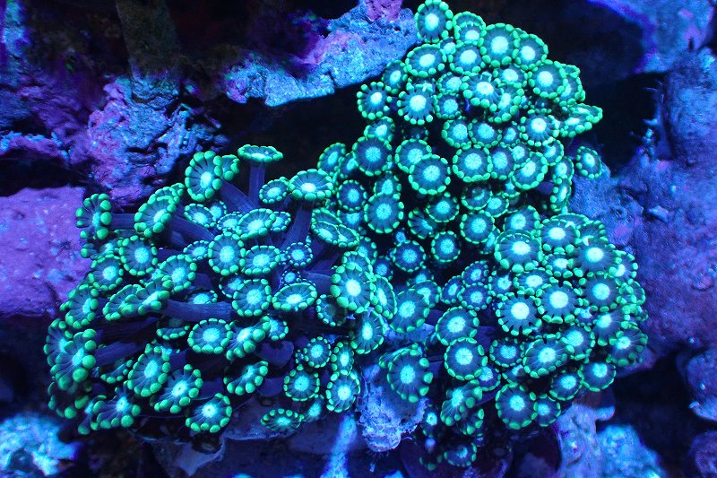 ブリードツツウミヅタ（Metallic Green)（個体販売）No.10（生体）