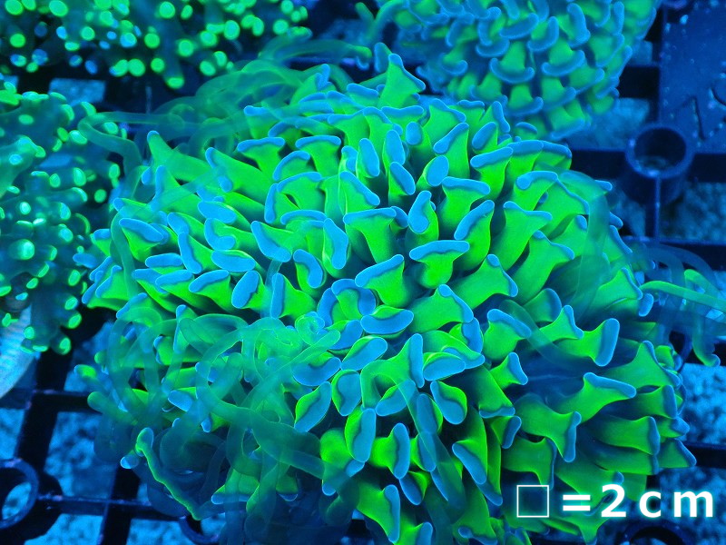 【サンゴ】【通販】ナガレハナサンゴ（Special Yellow/Green Stem)（個体販売）No.2（生体）（サンゴ）