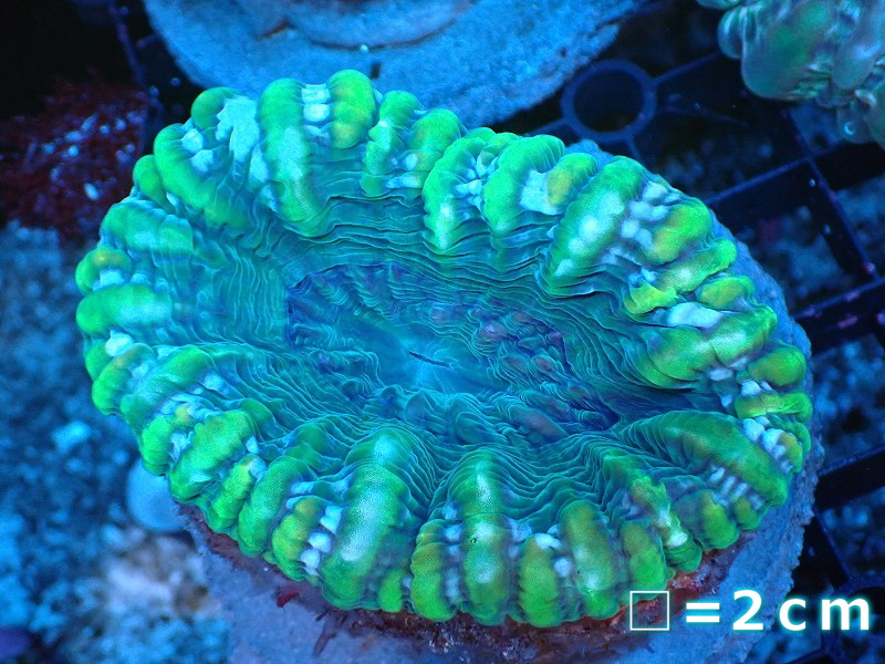 【サンゴ】【通販】コハナガタサンゴ（Clear Green)（個体販売）No.5（生体）（サンゴ）