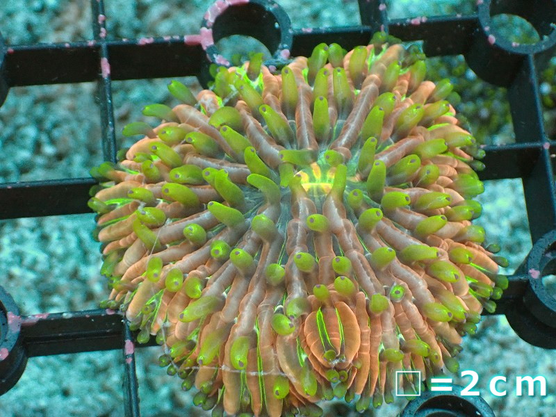 【サンゴ】【通販】クサビライシsp. (Rainbow）（個体販売）No.4（生体）（サンゴ）