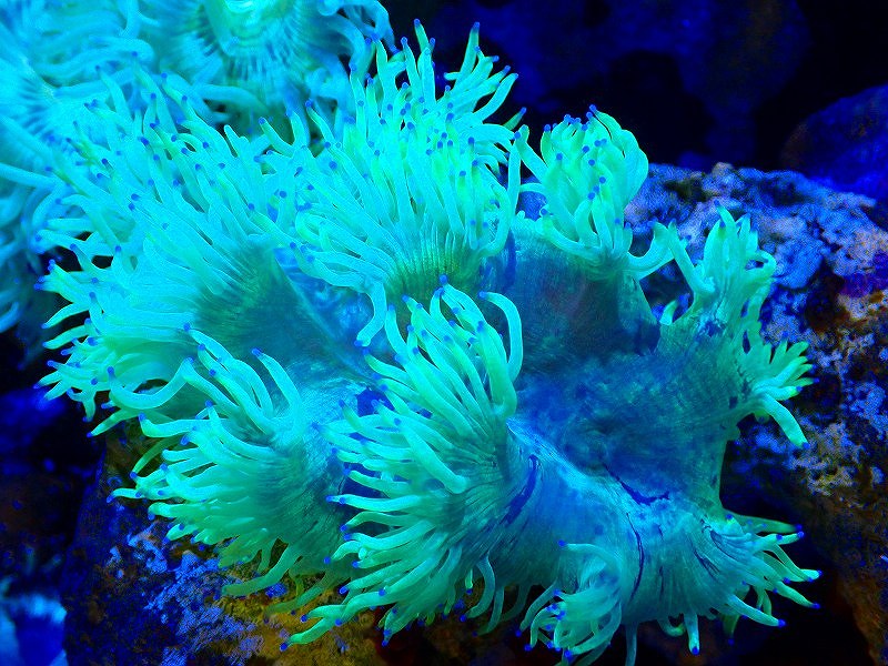 最大81 オフ トランペットコーラル Metallic Green Mlサイズ 個体販売 12ｃｍ No 2 生体 サンゴ Fucoa Cl