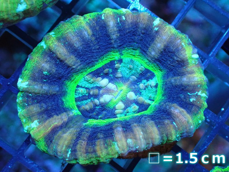 【サンゴ】【通販】【オーストラリア産】スコリミア（UFO)（個体販売）No.6（生体）（サンゴ）