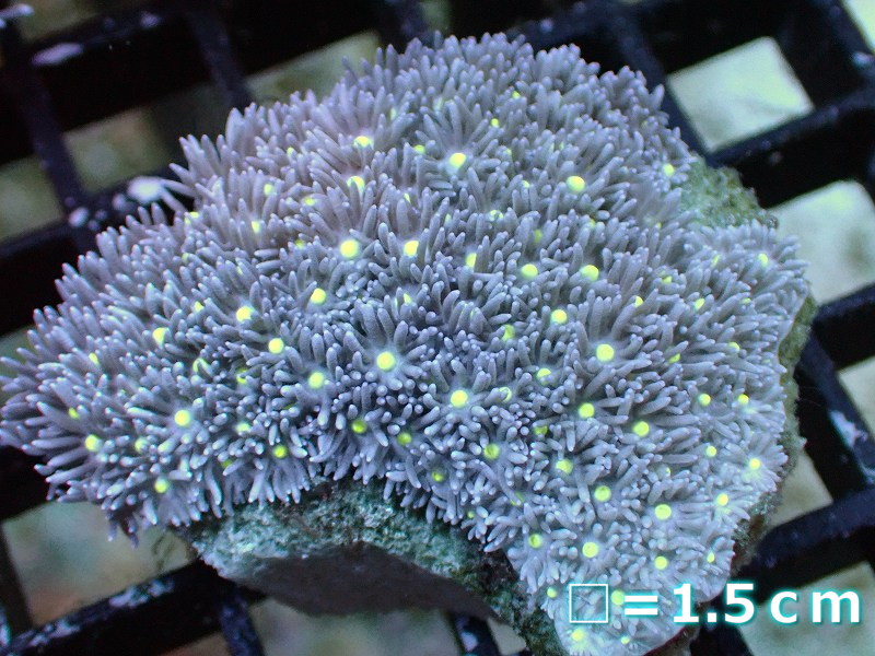 【サンゴ】【通販】【オーストラリア産】ハナガササンゴ（Purple/Yellow Core)　Mサイズ（個体販売）No.7（生体）（サンゴ）