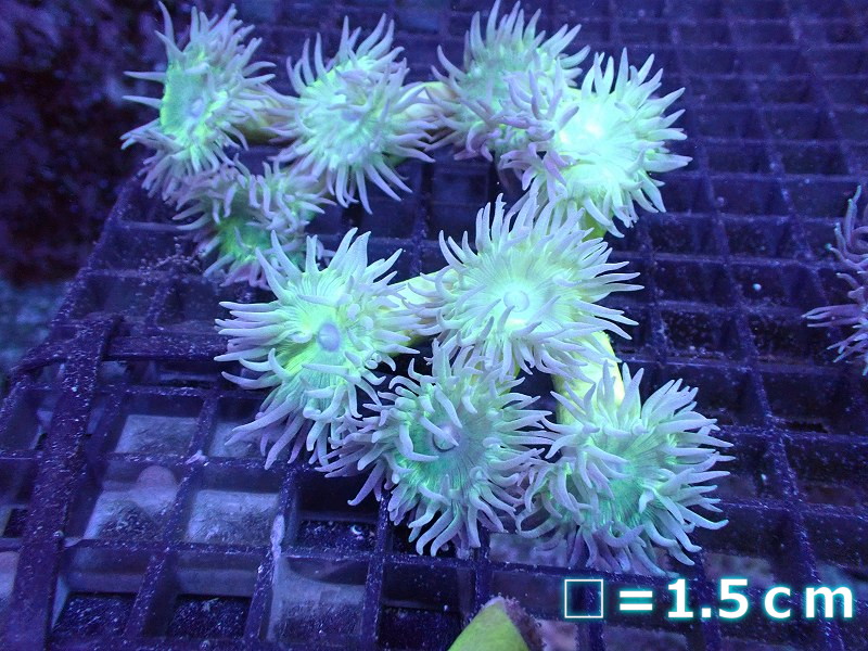 【サンゴ】【通販】【オーストラリア産】ウィスカーズコーラル (Green/MLサイズ）（個体販売）No.6（生体）（サンゴ）