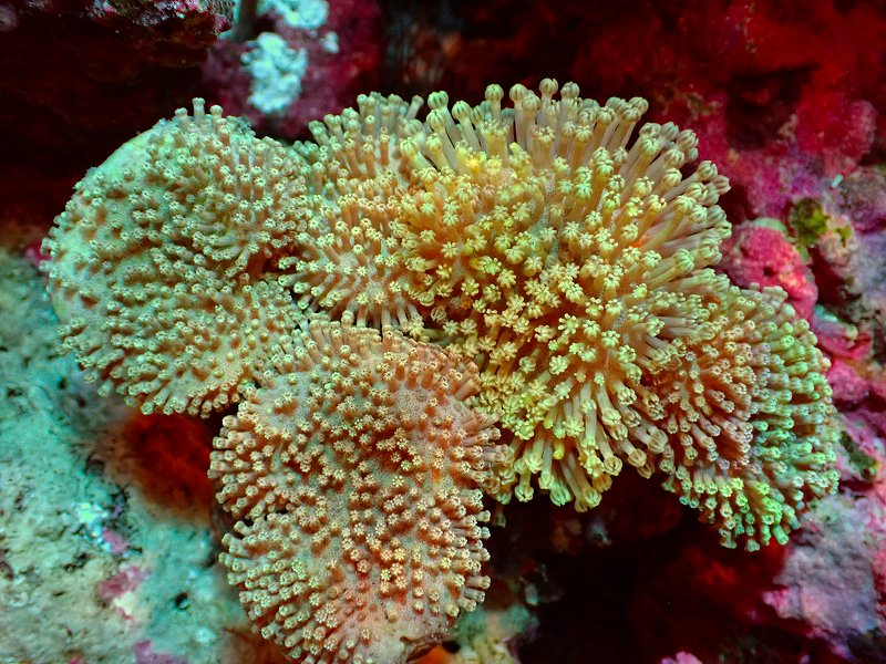 ブリードウミキノコsp Colony 其其売る 8 10 No 3 鳥獣 サンゴ 歎美魚 Adopteehub Org