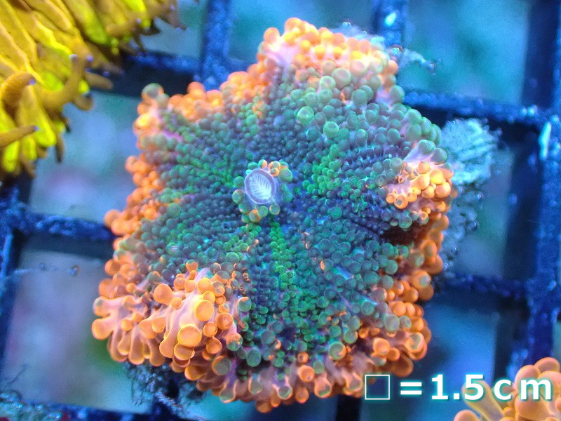 楽天市場】ディスクコーラル ディスクコーラル スーパーレッド 2枚付 7