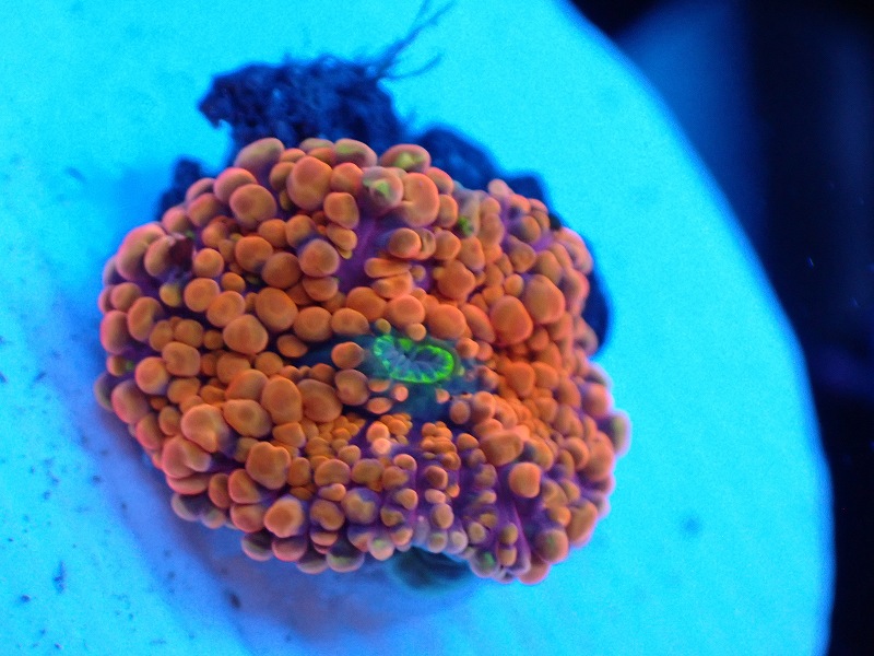 楽天市場】ディスクコーラル ディスクコーラル スーパーレッド 2枚付 7