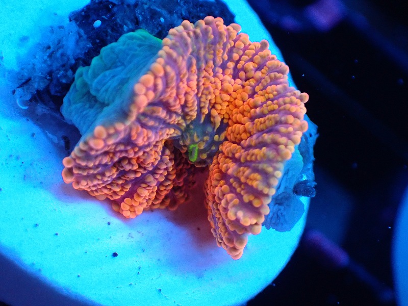 楽天市場】ディスクコーラル ディスクコーラル スーパーレッド 2枚付 7