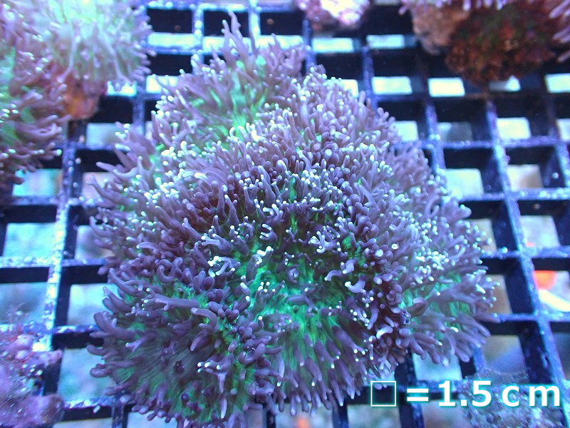 楽天市場】ディスクコーラル ディスクコーラル スーパーレッド 2枚付 7